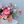 Premium Designer’s Choice, Seasonal Arrangement